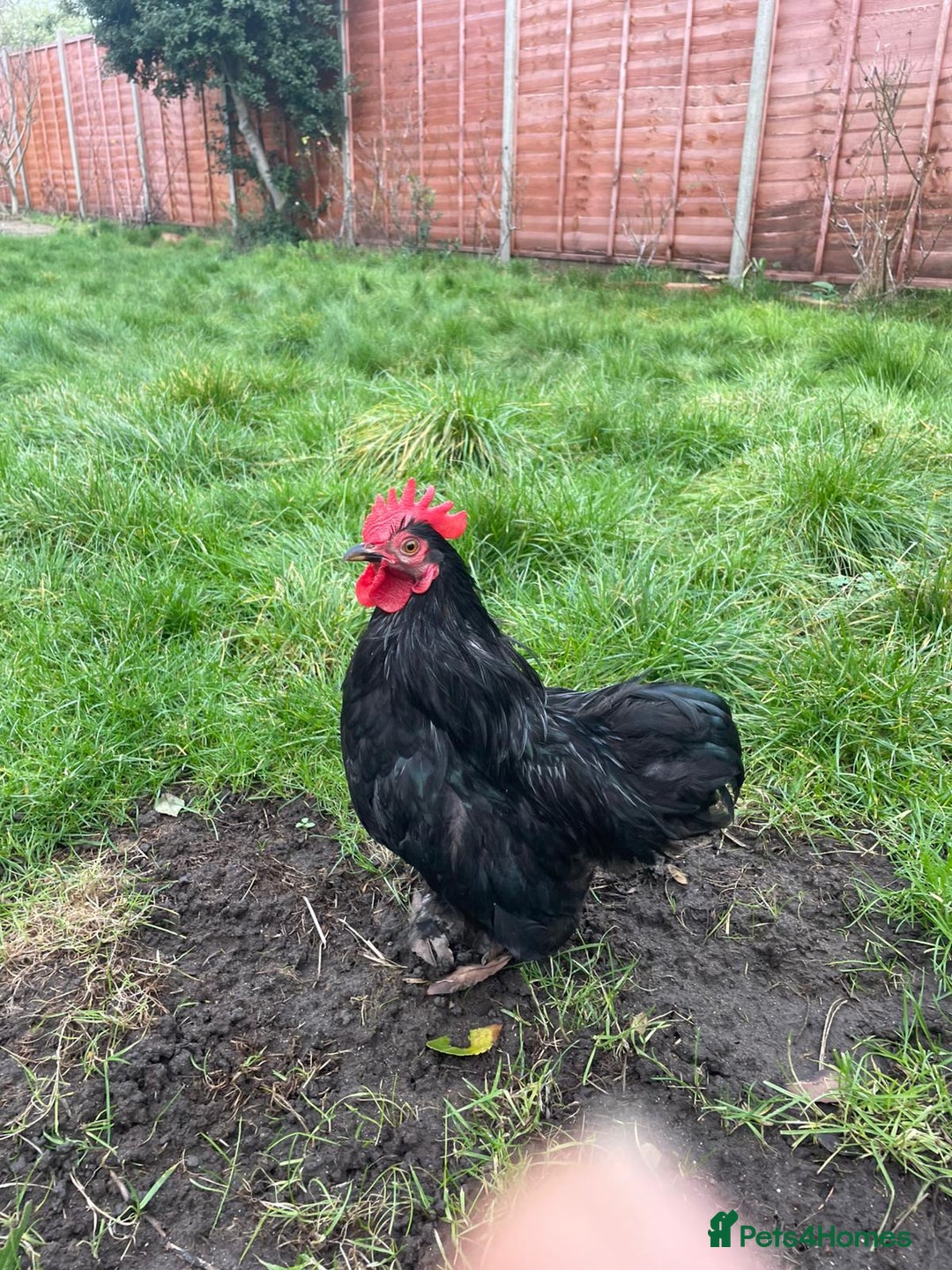 Hens poultry for sale: Lovely roater - Advert 3