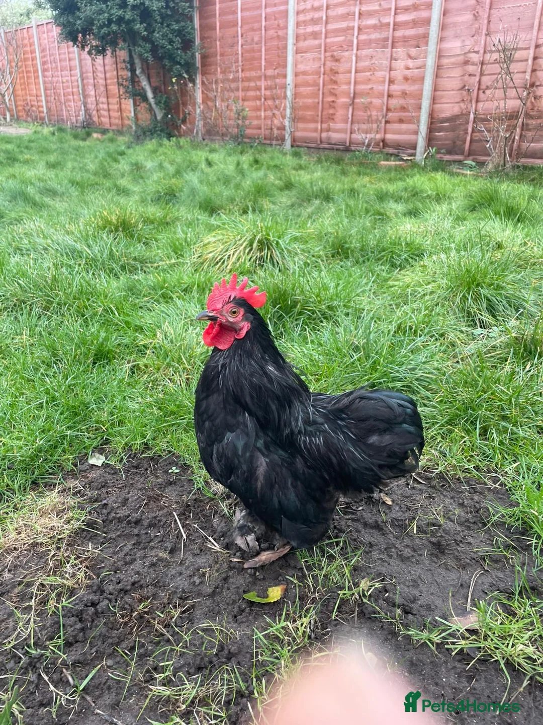 Hens poultry for sale: Lovely roater - Advert 3