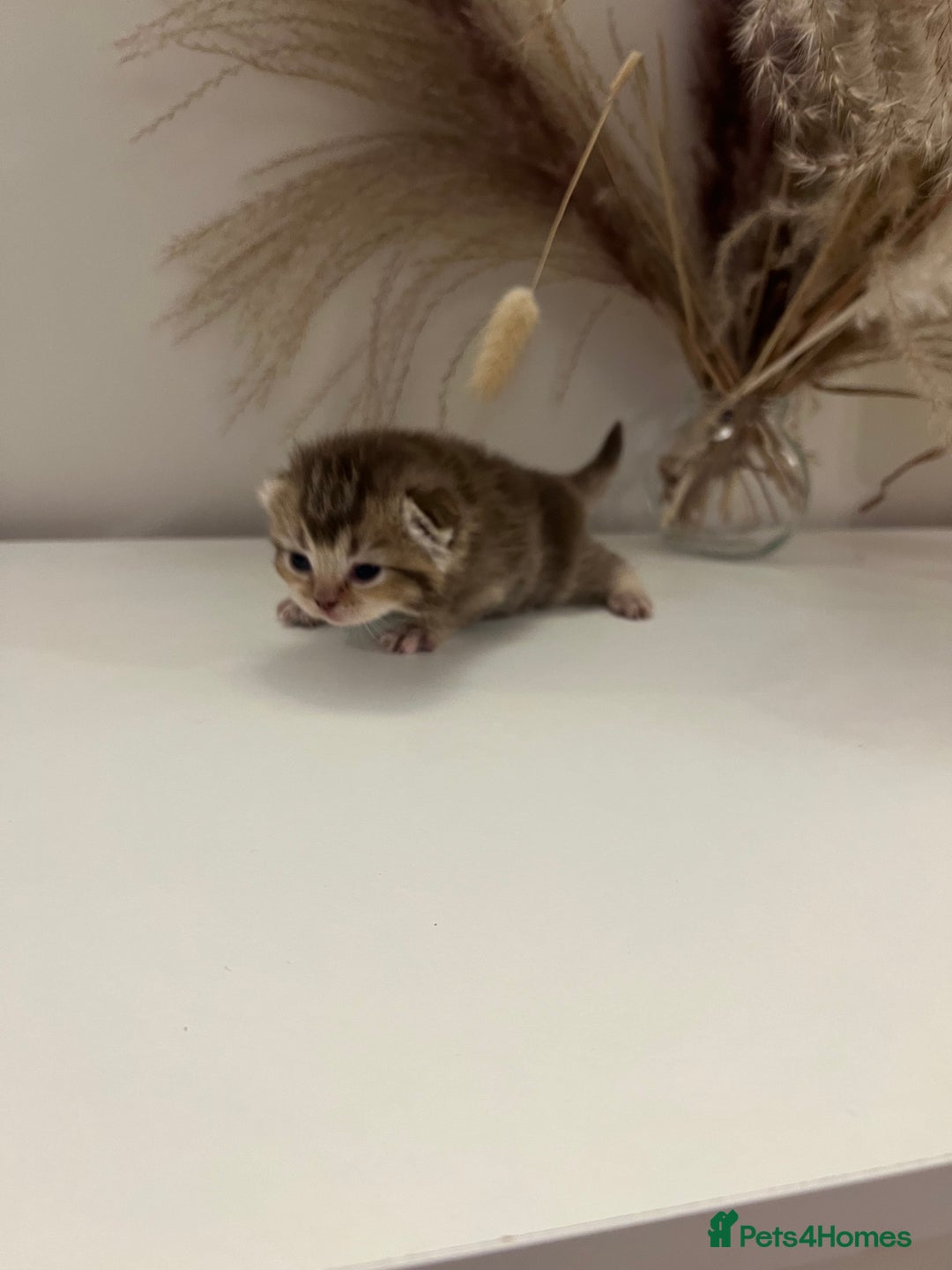 British Shorthair cats for sale:  Beautiful British Shorthair Kittens Available 🐾 - Advert 3