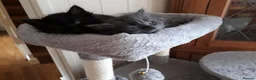 Persian cats for sale:  8 Persian kittens, Blue, Black and Black & White. - Advert 13