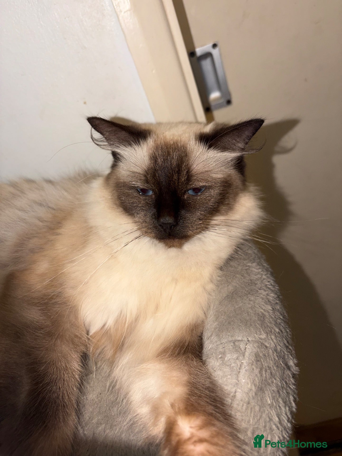 Ragdoll cats Rosee - Advert 1