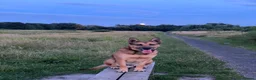 Belgian Shepherd Dog dogs for stud: 🐾 Kairo – Available for Stud 🐾 - Advert 8