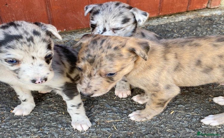 Mixed Breed dogs - Advert 3