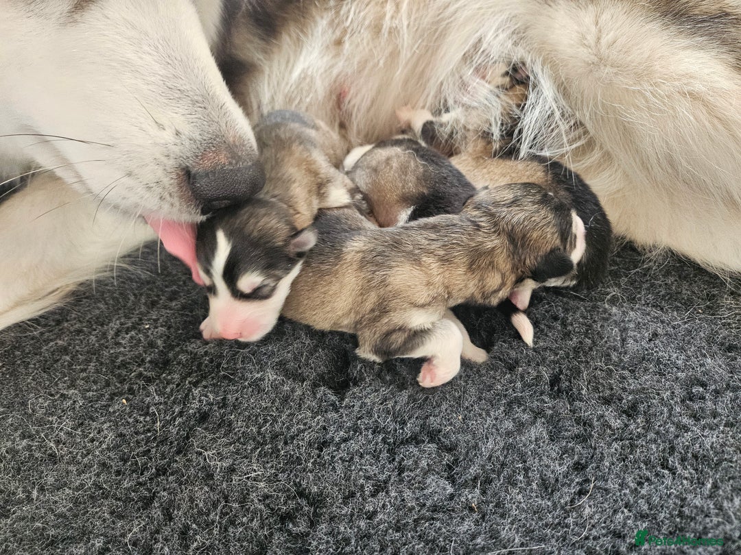 Alaskan Malamute dogs for sale: Alaskan Malamute puppies  - Image 4