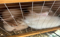 Lionhead rabbits for sale: 2 boys rabbits w blue eyes left to purchase  - Image 5