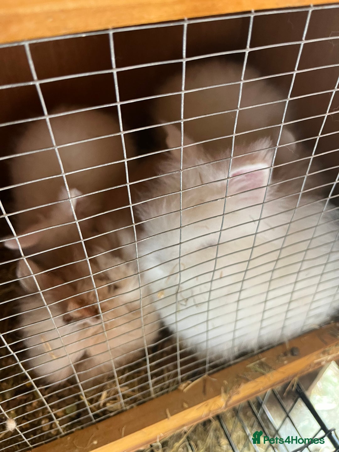 Lionhead rabbits for sale: 2 boys rabbits w blue eyes left to purchase  - Image 5