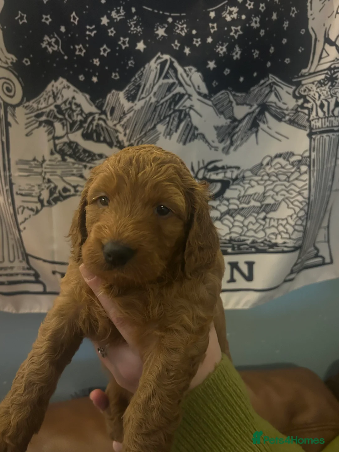 Labradoodle dogs for sale: PRICE REDUCED F1 Miniature Fox Red Labradoodles  - Advert 2