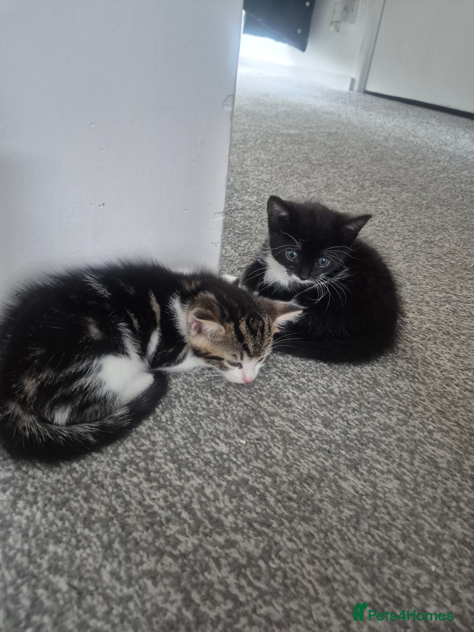 British Shorthair cats for sale: Three adorable kittens  in London - Advert 9