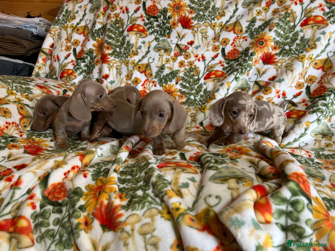 Miniature Dachshund dogs for sale: 5 Miniature dachshund  - Image 7