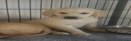 Golden Retriever dogs for sale: Stunning golden retrievers  - Advert 8