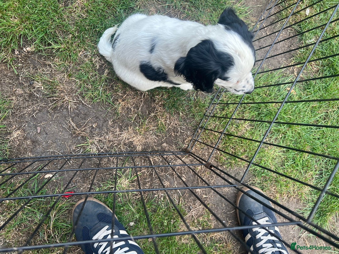 Cocker Spaniel dogs for sale: Working cocker pup, price reduced - Image 7