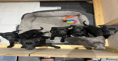 Whippet dogs - Advert 4