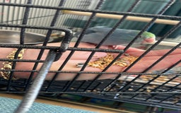 Parakeets birds for sale: parrotlet Baby - Image 2