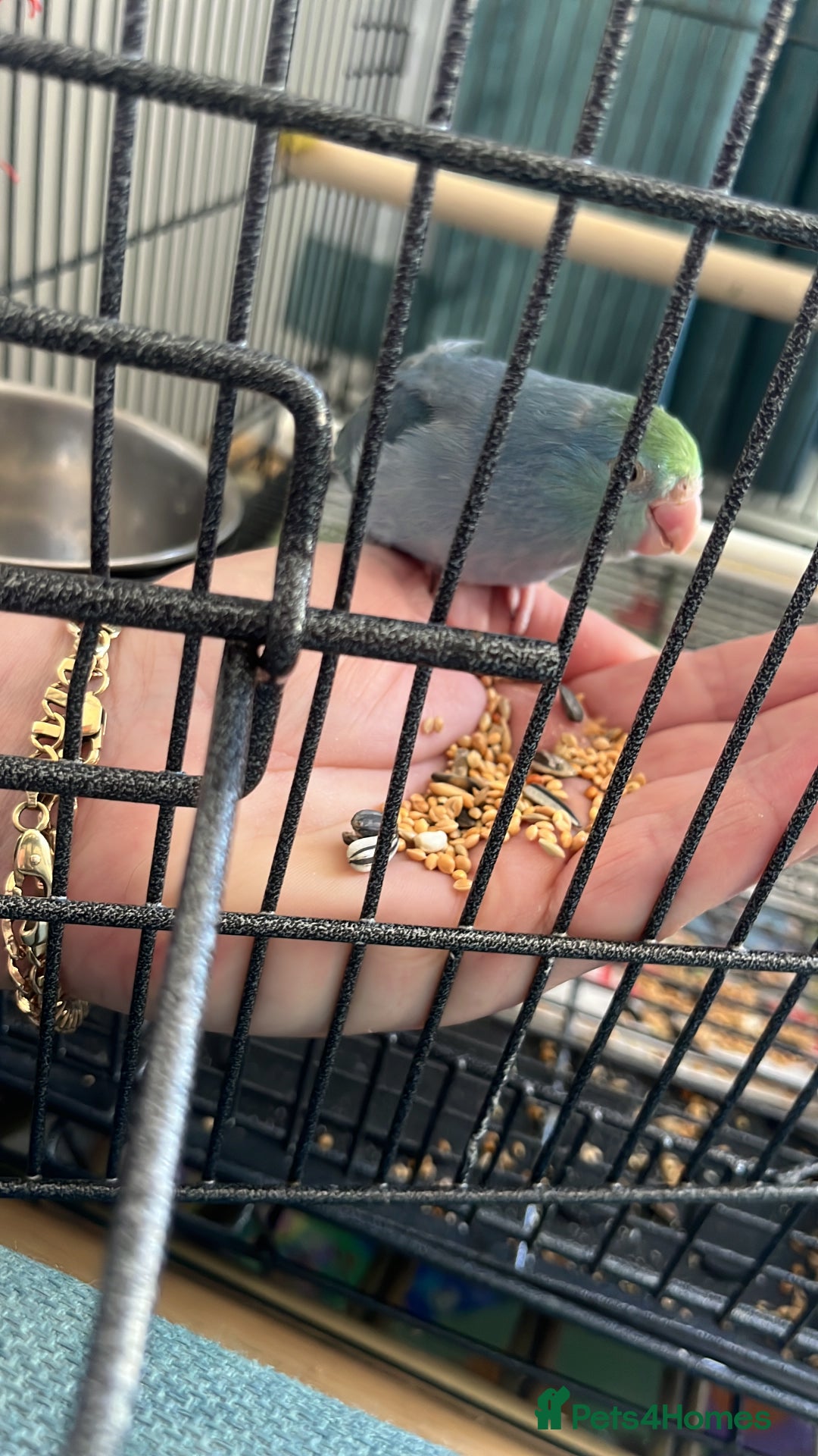 Parakeets birds for sale: parrotlet Baby - Image 2