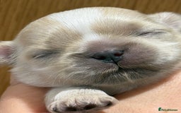 Shih Tzu dogs for sale: Beautiful litter of Imperial shih tzu’s  - Image 3