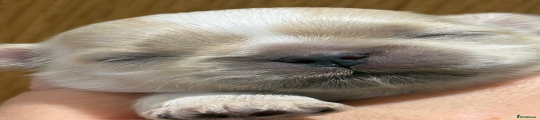 Shih Tzu Puppy 1