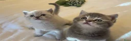 British Shorthair cats for sale: GCCF British Shorthair Kittens 6 Gen Pedigree 🩵🩵 - Advert 5