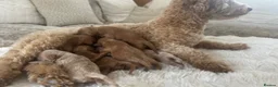 Toy Poodle dogs for stud: ✨ TINY TOY ✨ 2.5Kg✨KC ✨HEALTH TESTED ✨ - Advert 7