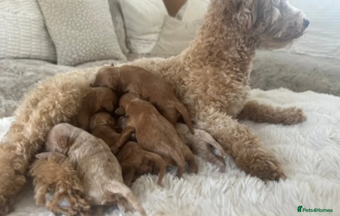 Toy Poodle dogs for stud: ✨ TINY TOY ✨ 2.5Kg✨KC ✨HEALTH TESTED ✨ - Advert 7