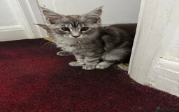 Maine Coon cats for sale: Maine Coon Kittens in Greenford - Image 23