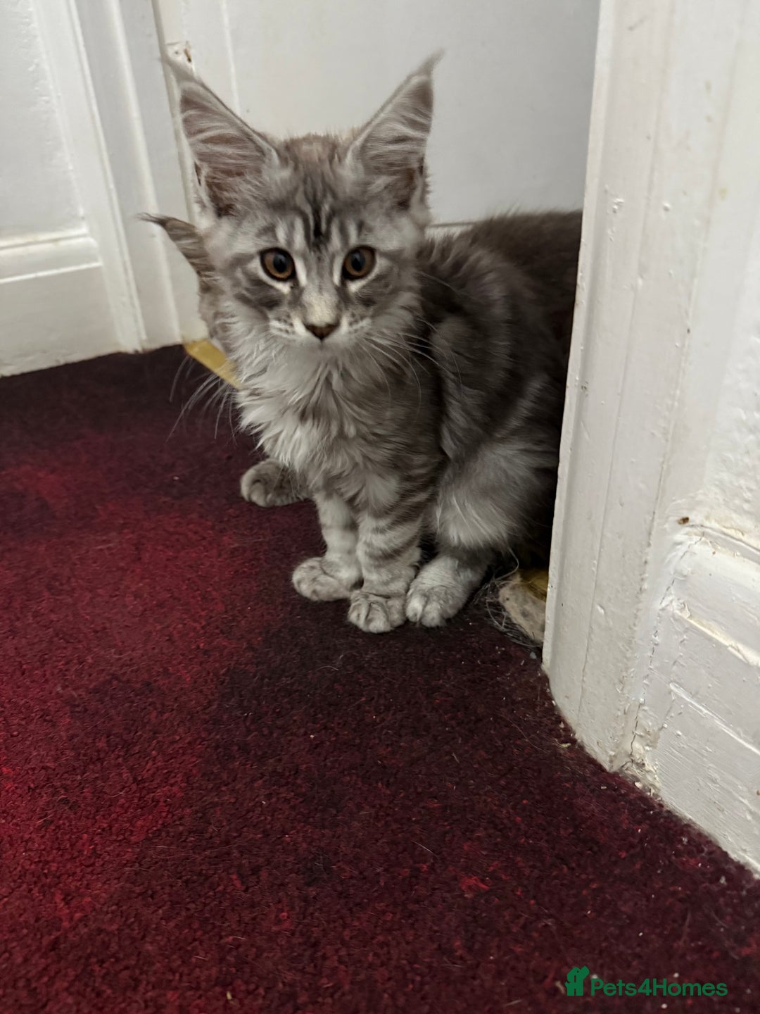 Maine Coon cats for sale: Maine Coon Kittens in Greenford - Image 23