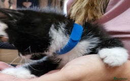 Mixed Breed cats for sale: Kittens  - Image 12