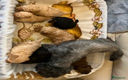 Shihpoo dogs for sale: beautiful shihpoo litter - Image 15