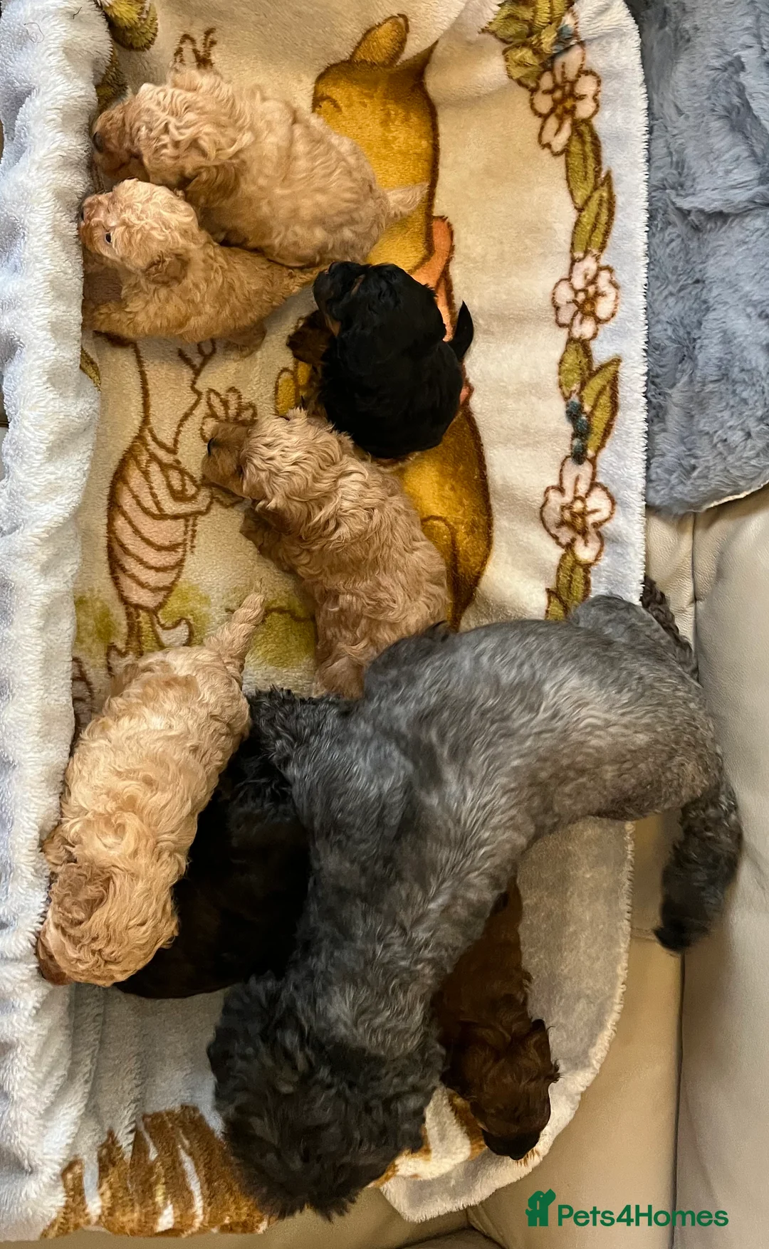 Shihpoo dogs for sale: 1 girl left shihpoo puppy fully vaccinated  - Advert 18