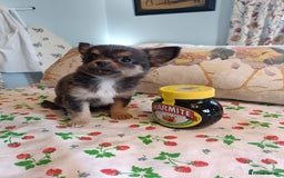 Chihuahua dogs for sale: Tiny Chihuahua puppies - Image 3