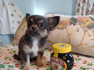 Chihuahua dogs Tiny Chihuahua puppies - Advert 15