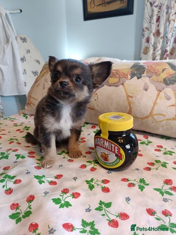 Chihuahua dogs Tiny Chihuahua puppies - Advert 13