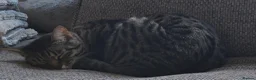 Mixed Breed cats for sale: Handsome Bengal X Domestic Shorthair (Indoor Cat) - Advert 3