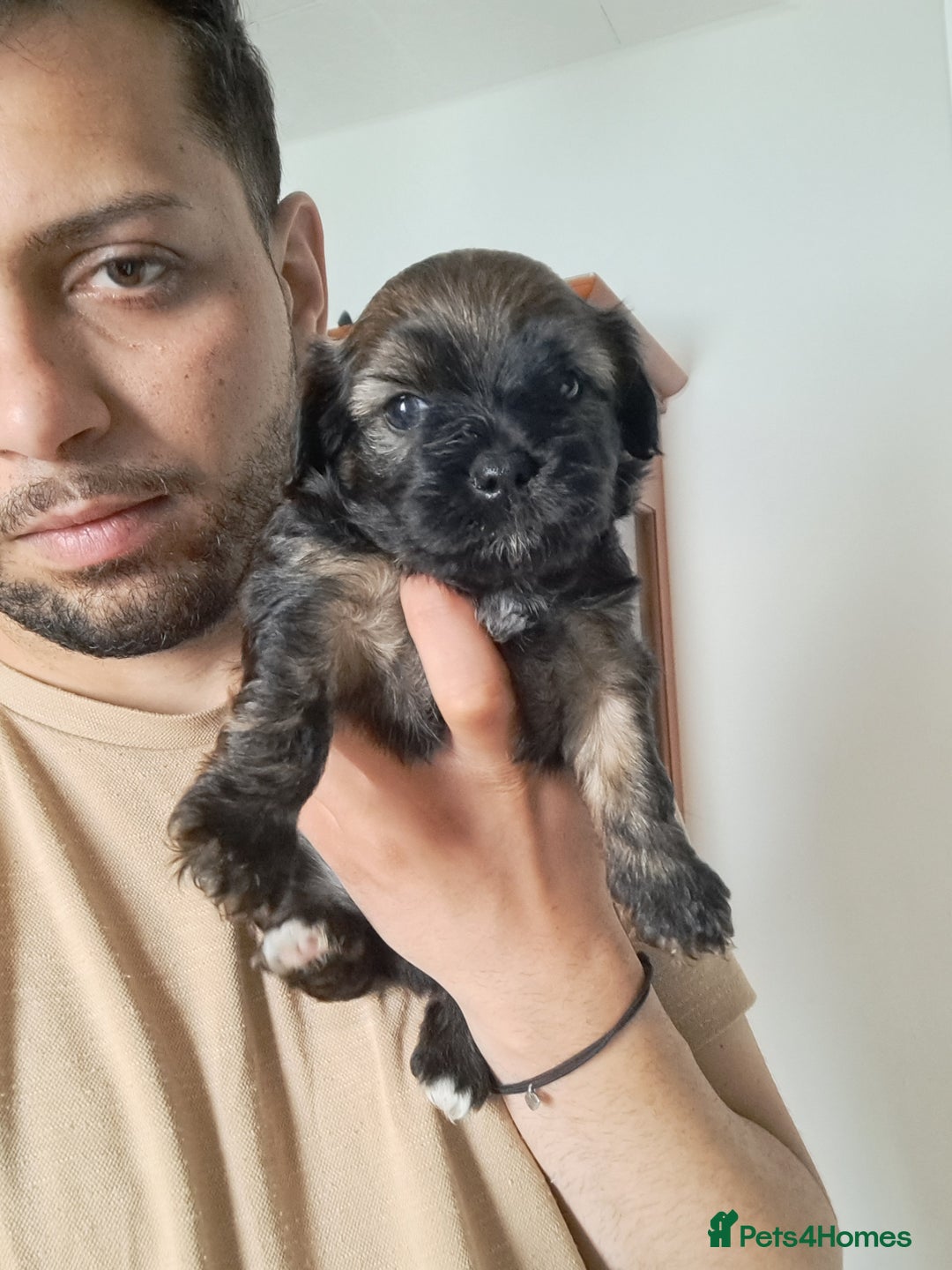 Mixed Breed dogs for sale: 🐾 Adorable Puppies Looking for a Loving Home 🐾   - Image 10
