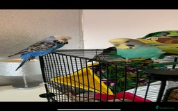 Canaries birds for sale: Budgies canaries zebra finches  - Image 7