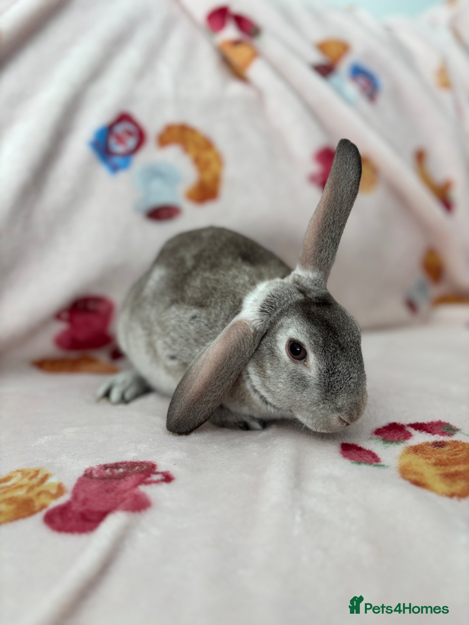 Rex rabbits ✨Mini Rex x plush babies READY NOW! ✨  - Advert 18