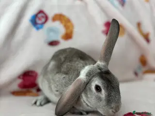 Rex rabbits ✨Mini Rex x plush babies READY NOW! ✨ - Advert 10