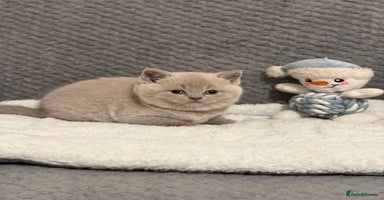 British Shorthair cats - Advert 15