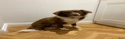Sprollie dogs for sale: SPROLLIE PUPPIES LOOKING FOR THEIR FOREVER HOMES  - Advert 13