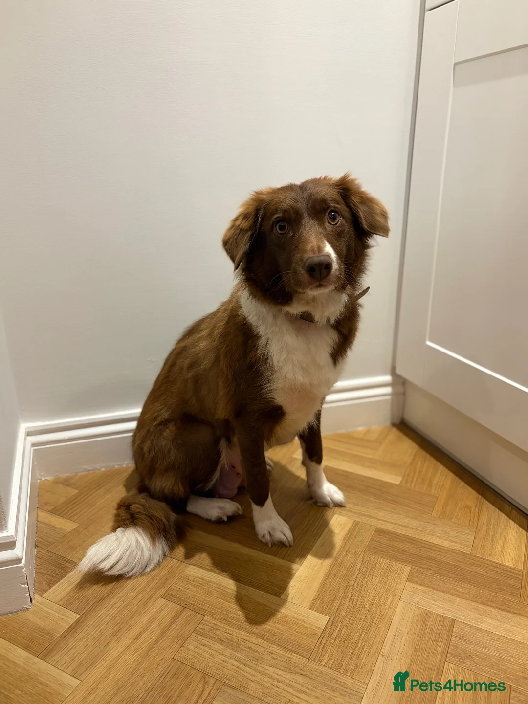 Sprollie dogs for sale: SPROLLIE PUPPIES LOOKING FOR THEIR FOREVER HOMES  - Advert 13