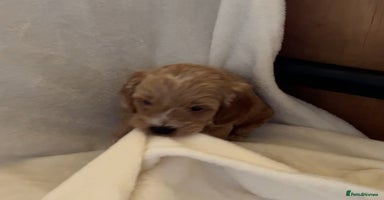 Cockapoo dogs - Advert 3