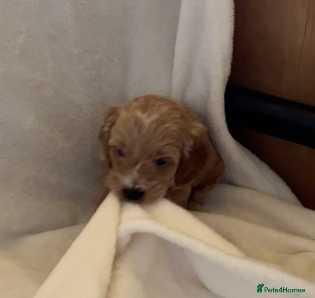 Cockapoo dogs for sale: F1 Cockapoo puppies, KC parents, health tested! - Image 2