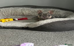 French Bulldog dogs for sale: *READY TO LEAVE* stunning lilac/tan girl frenchie - Image 22
