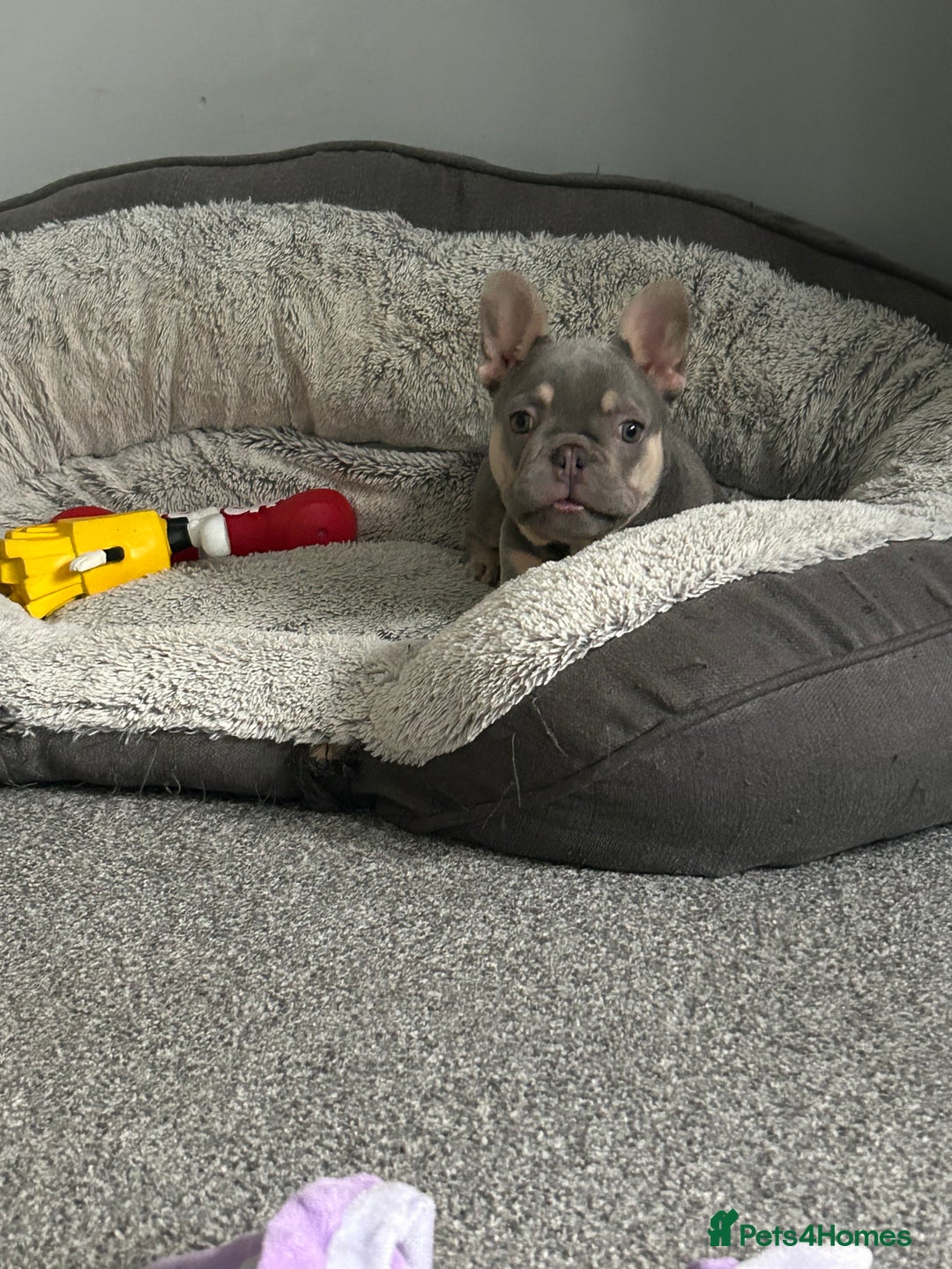 French Bulldog dogs for sale: *READY TO LEAVE* stunning lilac/tan girl frenchie - Image 22