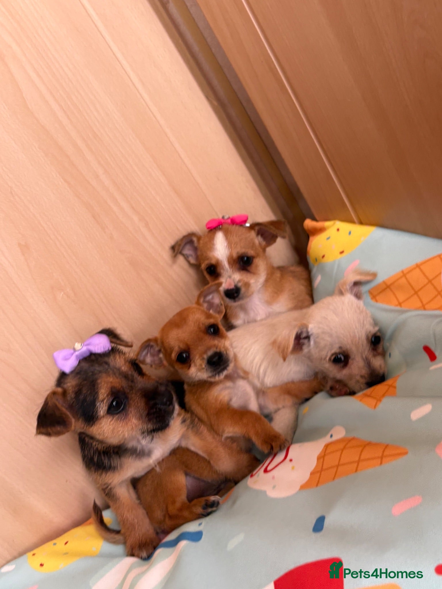 Mixed Breed dogs Jack Russell Cross Chorkie Puppies – Ready Now - Advert 3