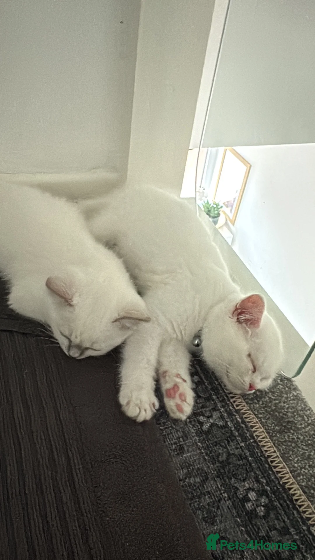 British Shorthair cats for sale: Two British shorthairs  - Advert 12