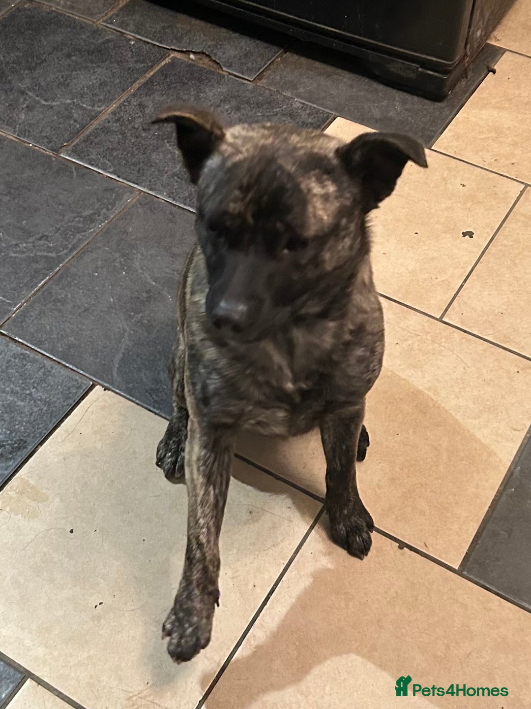 Mixed Breed dogs for sale: German shepherd x staff - Advert 8