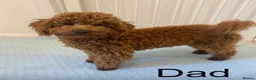 Cavapoo dogs for sale: Stunning F1 Toy Cavapoos, health tested parents  - Advert 15