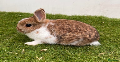Netherland Dwarf rabbits in London - Advert 6