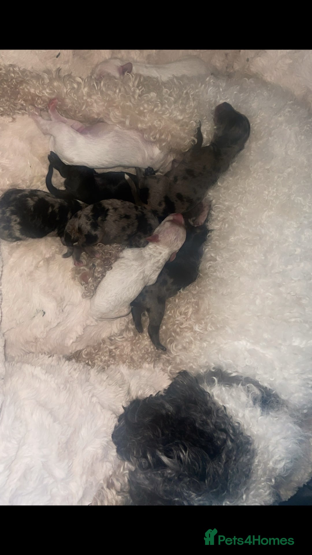 Mixed Breed dogs for sale: Cavapoochon X cockapoo puppies - Image 10