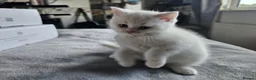 British Shorthair cats for sale: Bundles of fluff - Advert 16
